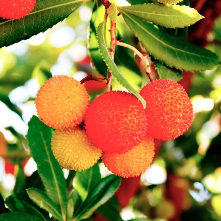 Strawberry tree - Seeds