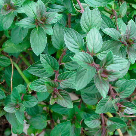 Mentha piperita semillas sembrar