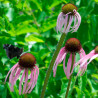 Pale purple coneflower - 50 seeds