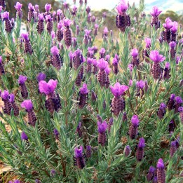 Spanish lavender - Seeds
