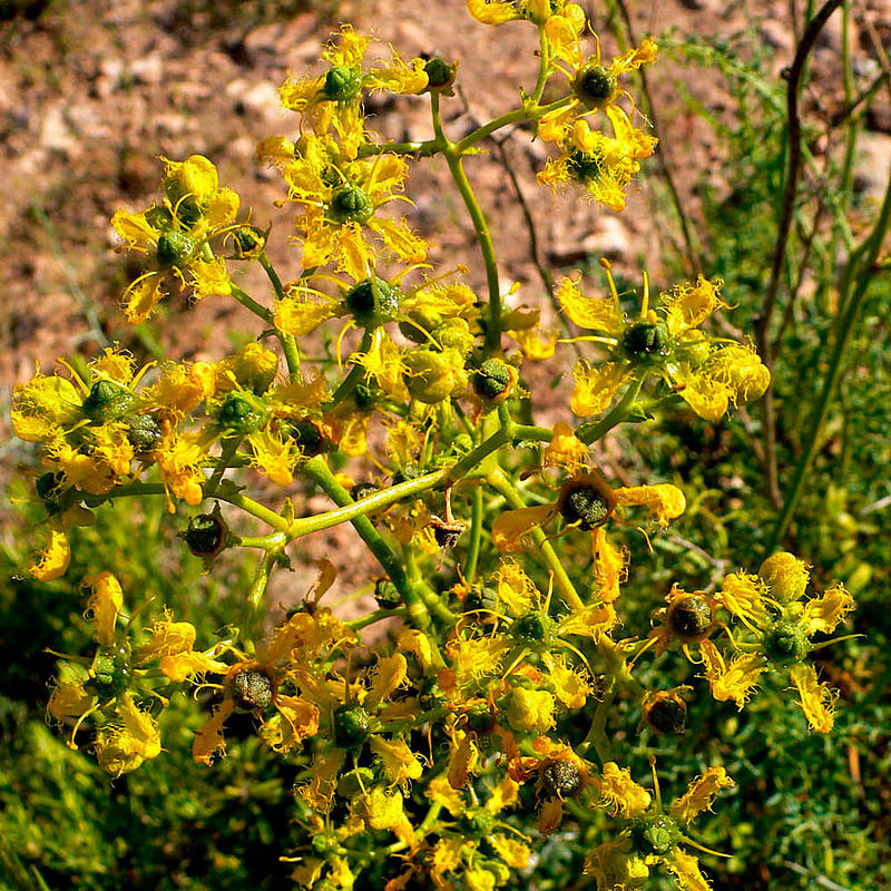 Ruda de hoja fina angustifolia semillas