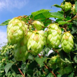Hops - Seeds