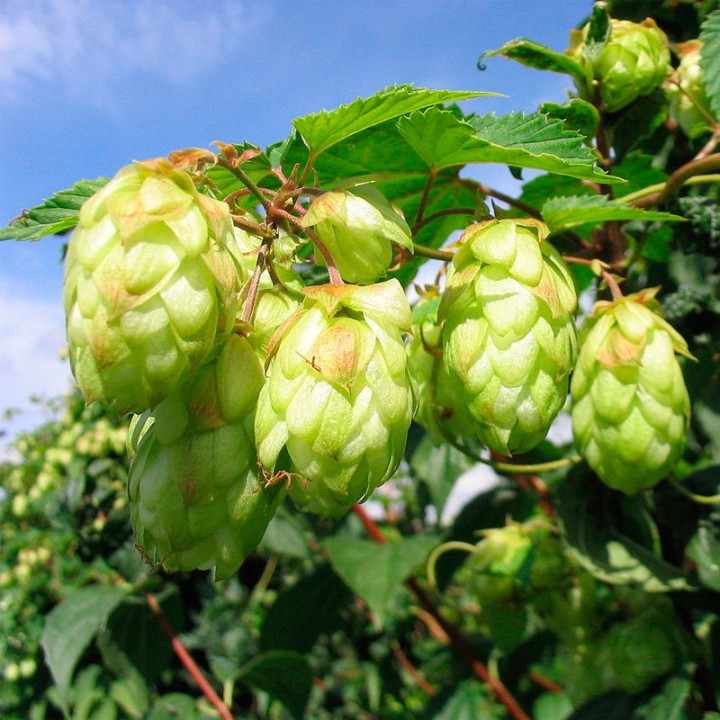 Hops - Seeds
