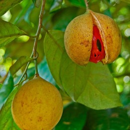 Nutmeg - Seeds
