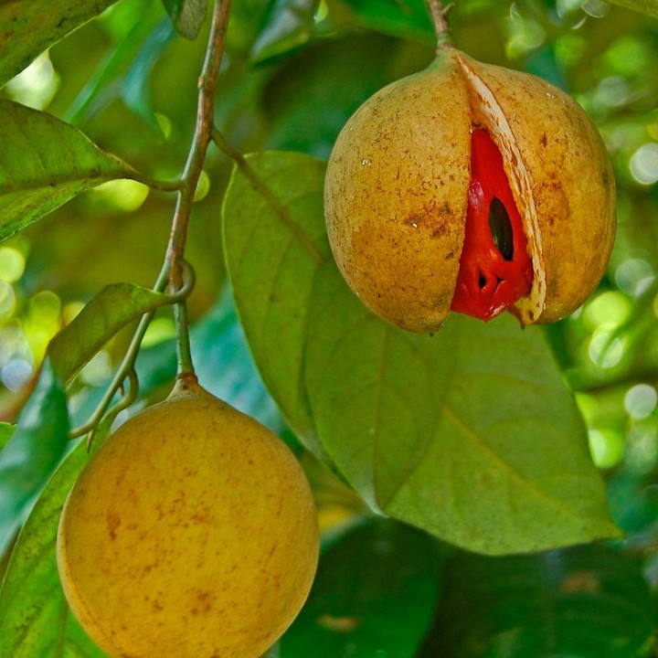 Nutmeg - Seeds