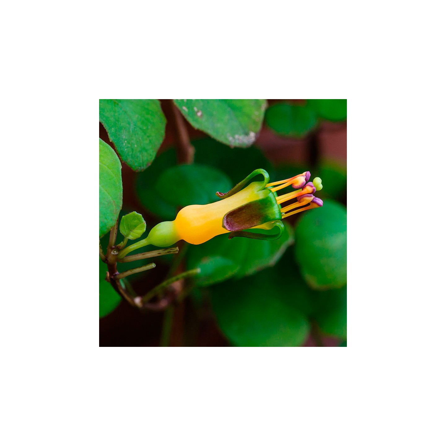 burpee wildflower seeds Burpee Hummingbird and Butterfly Wildflower Mix 13429  Good's Store Online