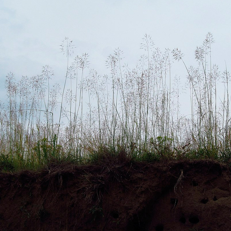 andropogon gryllus semillas