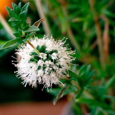 mentha cervina semillas