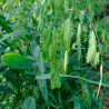 Chasmanthium latifolium semillas