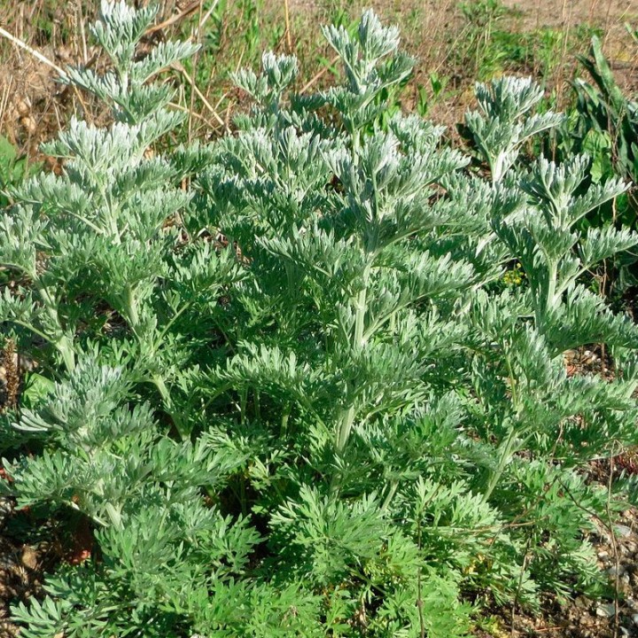 Common wormwood - Seeds