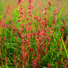 Sheep's sorrel - 500 seeds