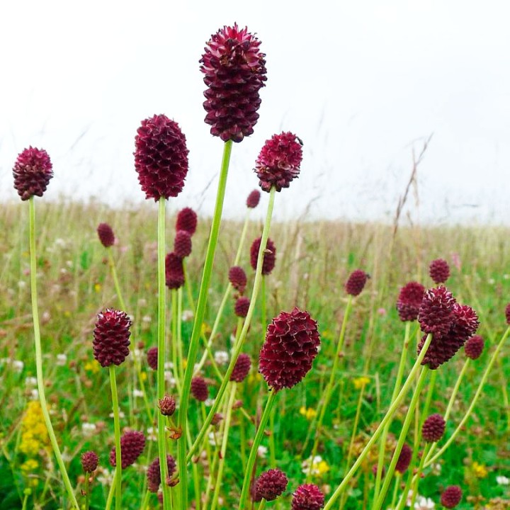Sanguisorba officinalis seeds