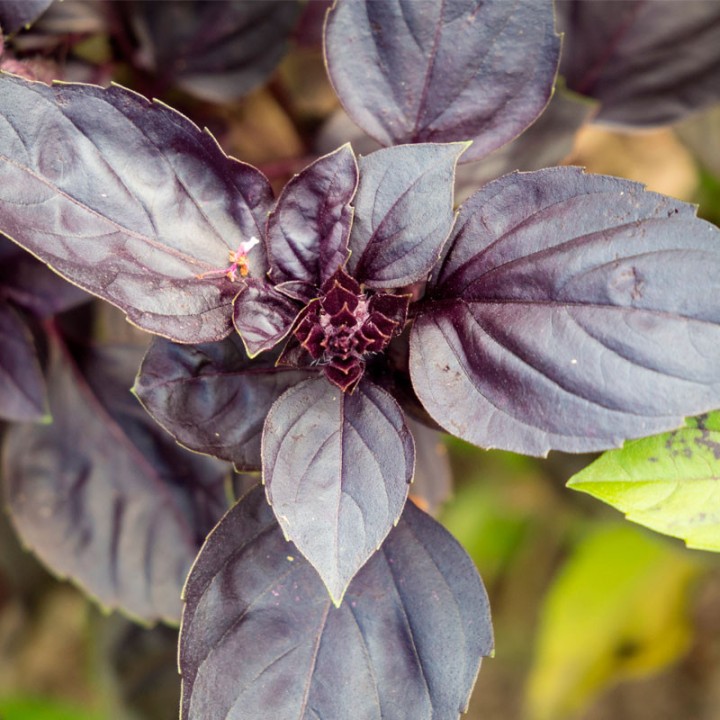 Basil, Purple Genovese - Seeds