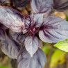 Basil, Purple Genovese - 250 seeds