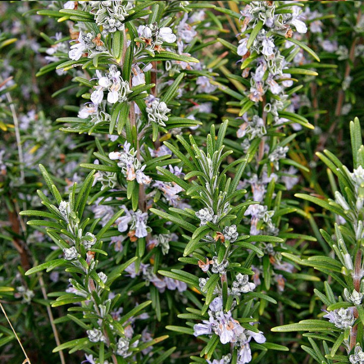 Rosemary - Seeds