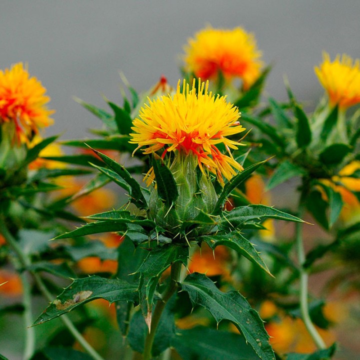 Safflower - Seeds