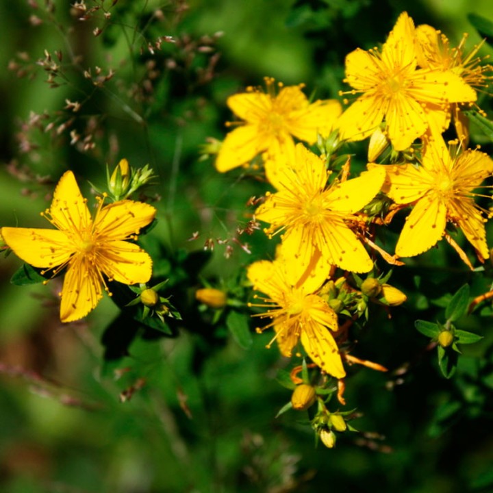 St. John's wort - Seeds