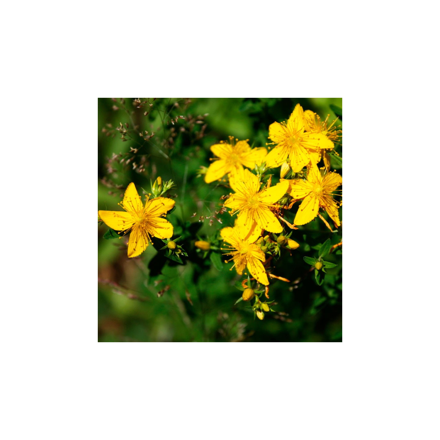 fake potted plants outdoor Artificial Fern Plant in Pot | Realistic Fake Potted Plants main image 1