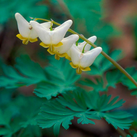 Dicentra cucullaria semillas