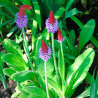 Primula vialii semillas comprar online