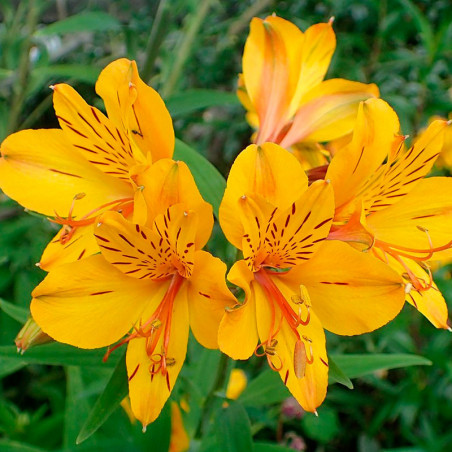 alstroemeria aurea semillas