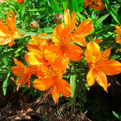 alstroemeria aurea semillas