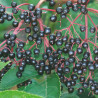 sambucus nigra semillas