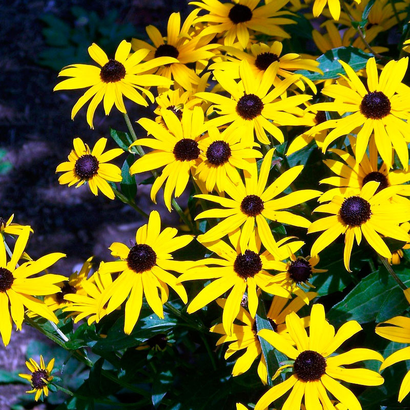 echinacea paradoxa semillas