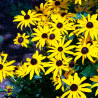 Yellow cornflower - 15 seeds