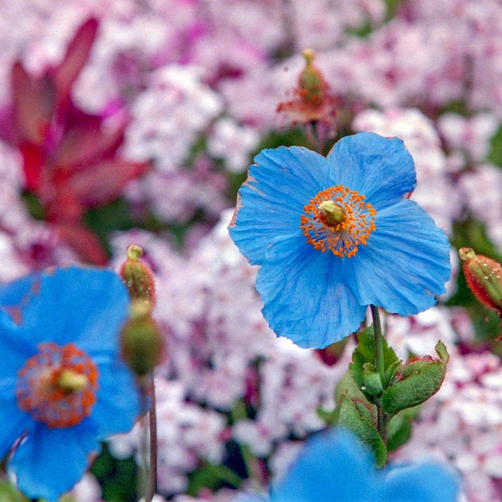 Himalaya blue poppy - seeds