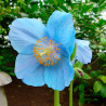 Meconopsis betonicifolia blue