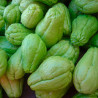 Chayote comprar semillas del fruto