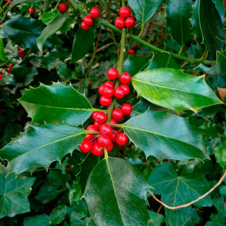 Holly - Seeds