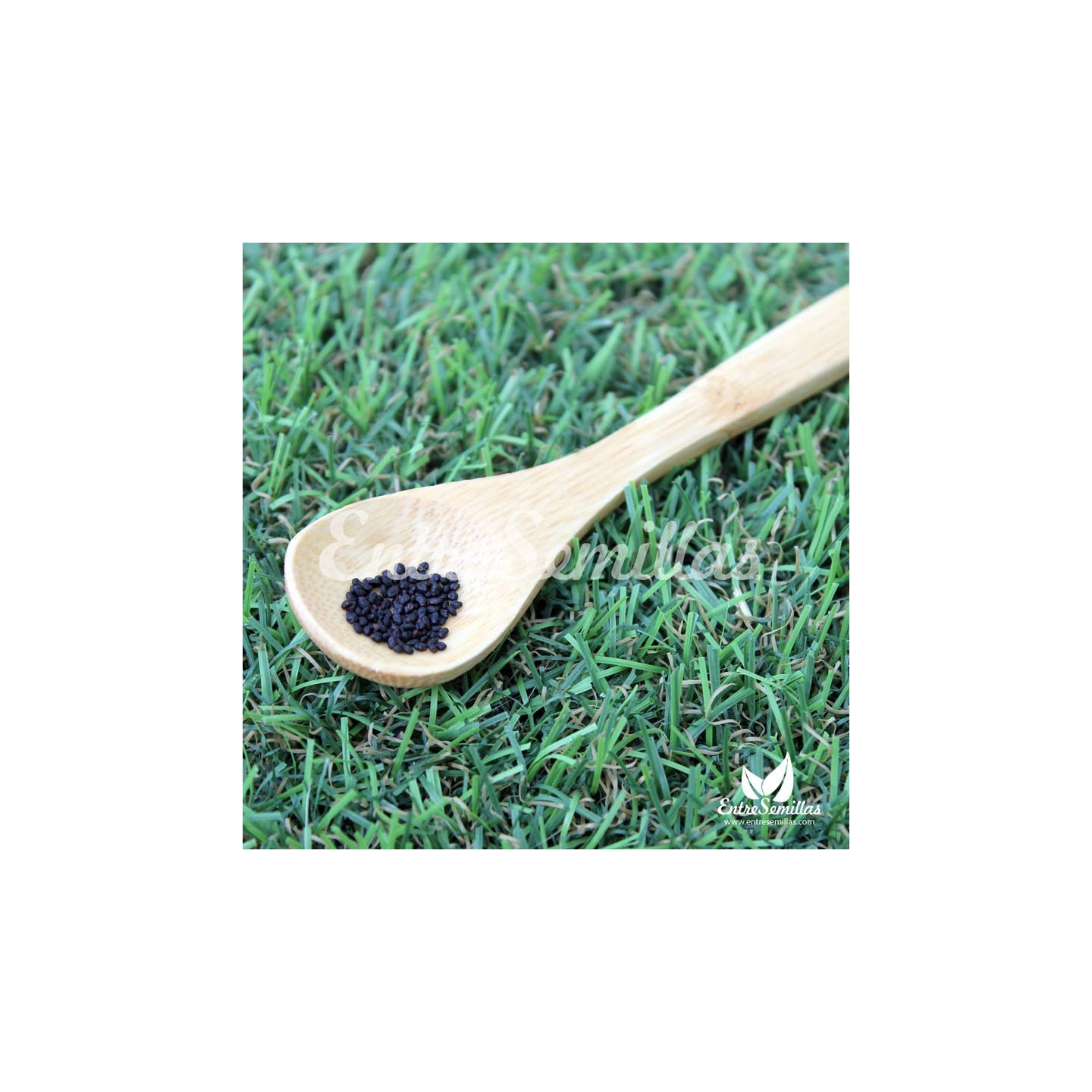 San Pedro cactus - 8 seeds