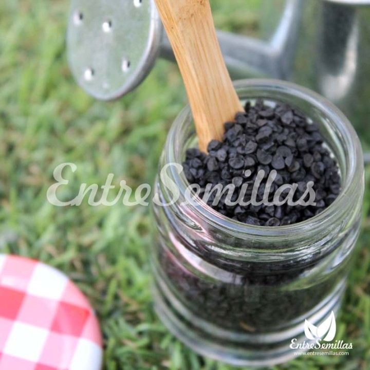 Cebolla morada 'Red Brunswick' semillas
