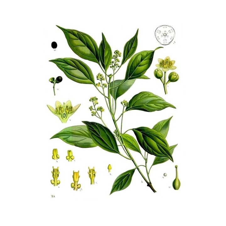 Alcanfor semillas