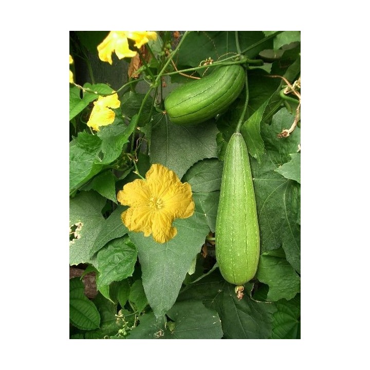 Luffa / Esponja vegetal