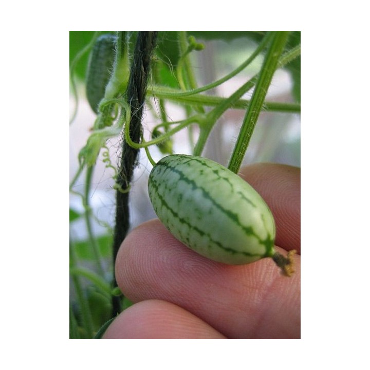 Melothria scabra