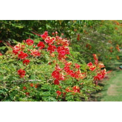 Caesalpinia pulcherrima