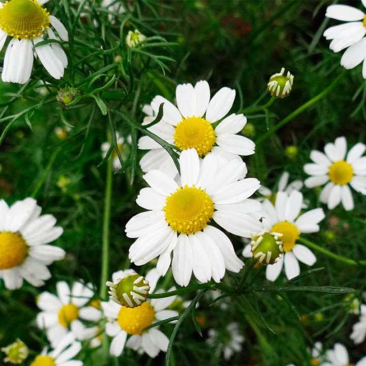 Roman chamomile - Seeds