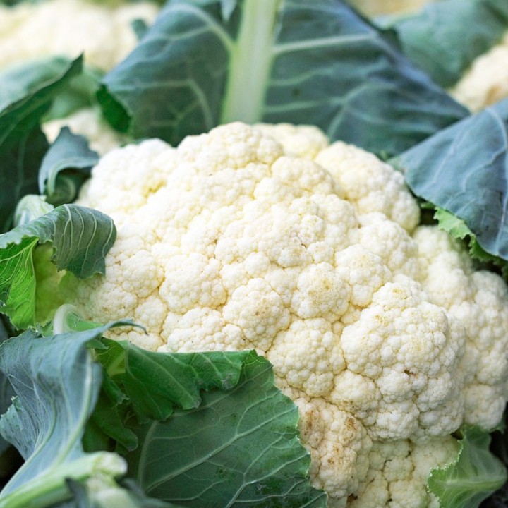 Cauliflower, Igloo seeds