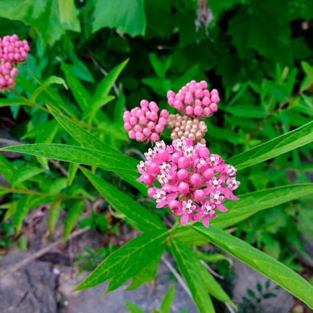 Asclepias incarnata semillas