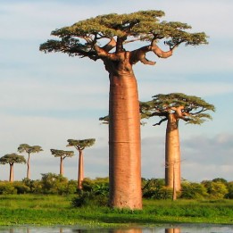 Baobab grandidieri - Seeds