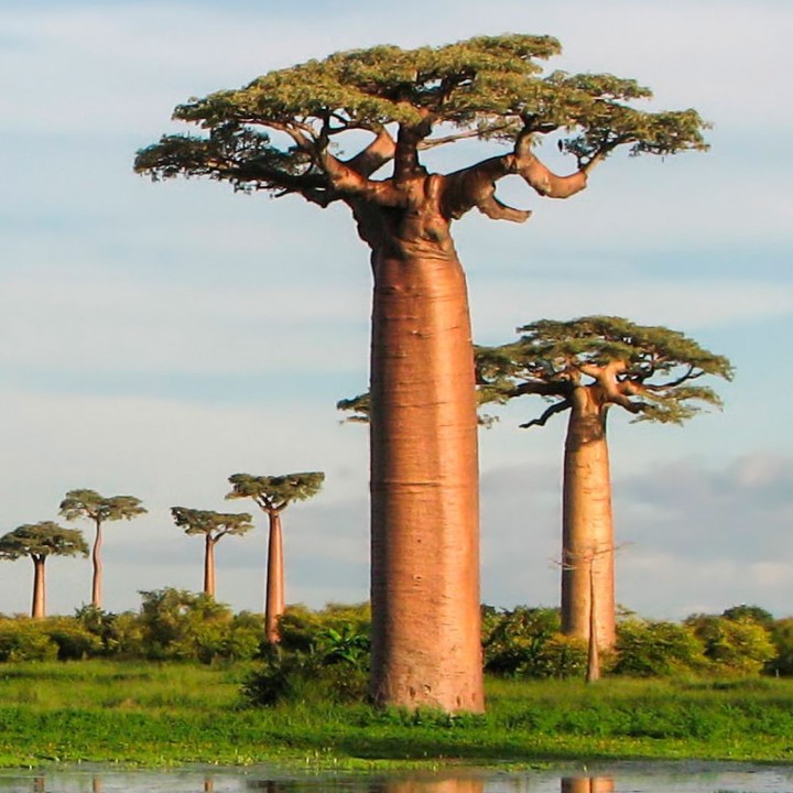 Baobab grandidieri - Seeds