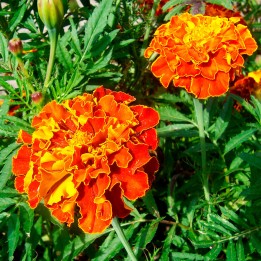 Tagetes Bonita Bolero seeds
