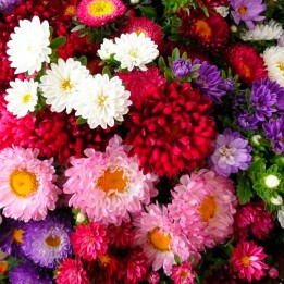 China Aster - seeds
