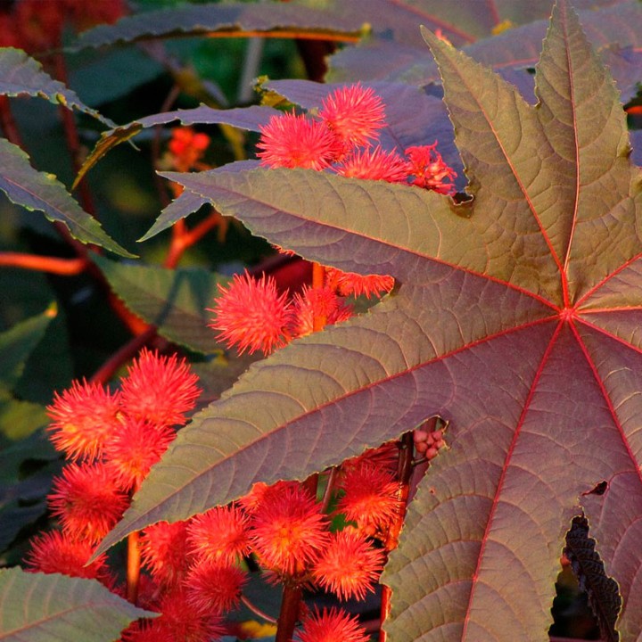 Castor Oil Plant - Seeds
