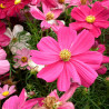 Cosmos bipinnatus Sensation semillas