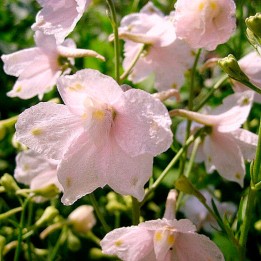 Larkspur, Rose - seeds