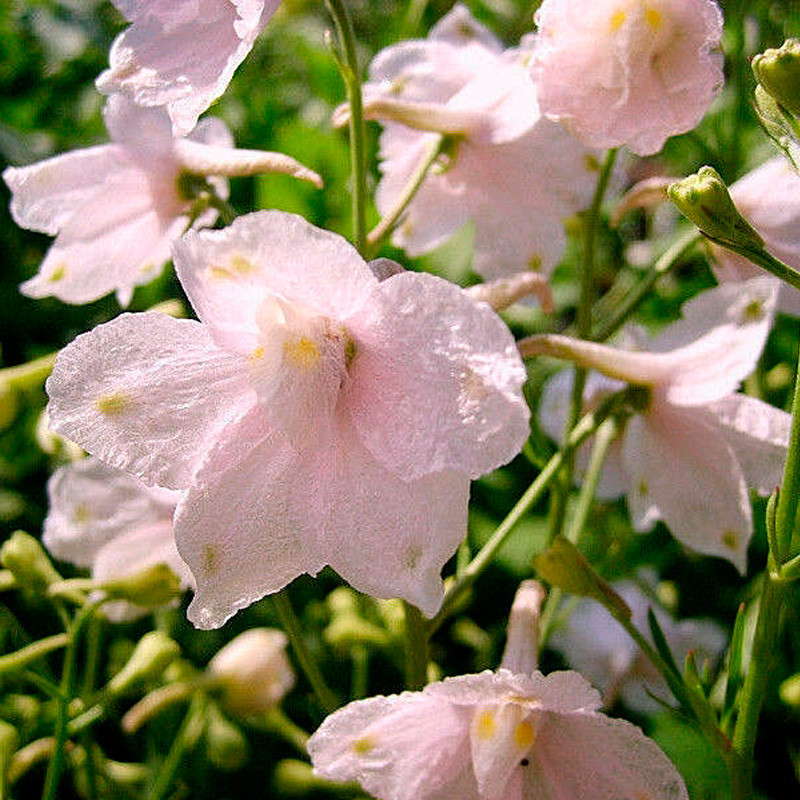 Espuela de Caballero Rosa semillas